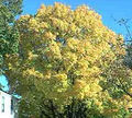 Thumbnail for version as of 15:13, 31 May 2007
