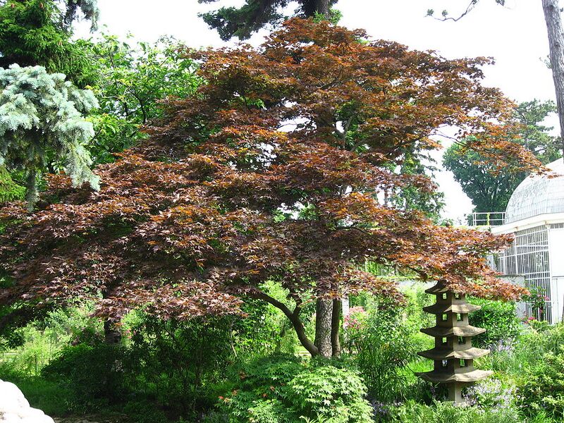 File:1024px-Acer palmatum 11 by Line1.JPG