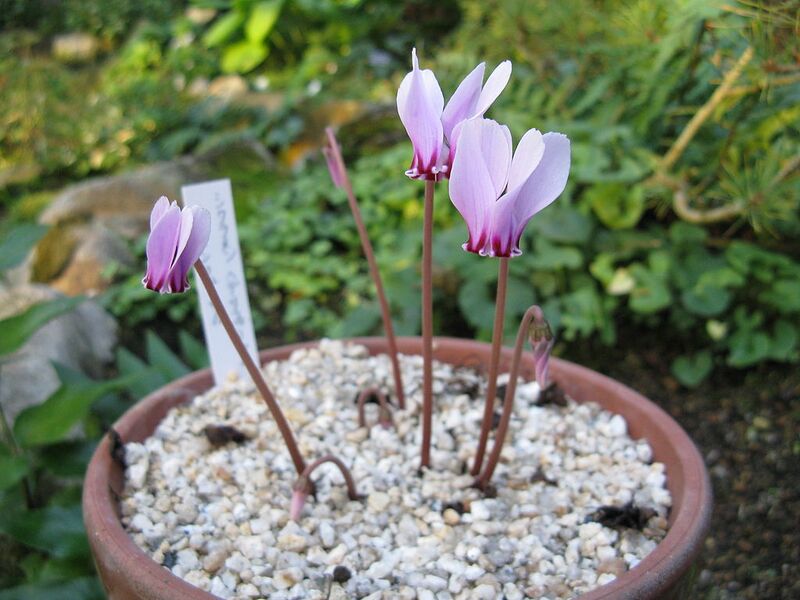 File:1024px-Cyclamen hederifolium ssp confusum1.jpg