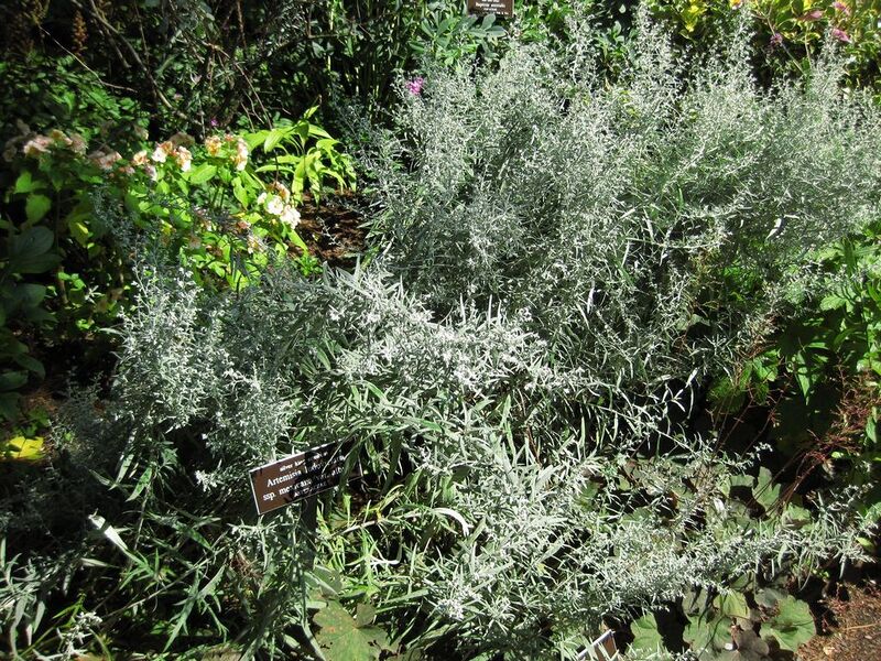 File:1024px-IMG 0219 nybg09.jpg