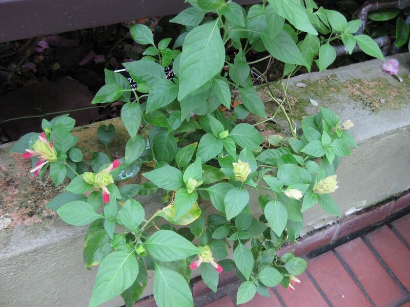 File:1024px-IMG 0944 bbg09.jpg