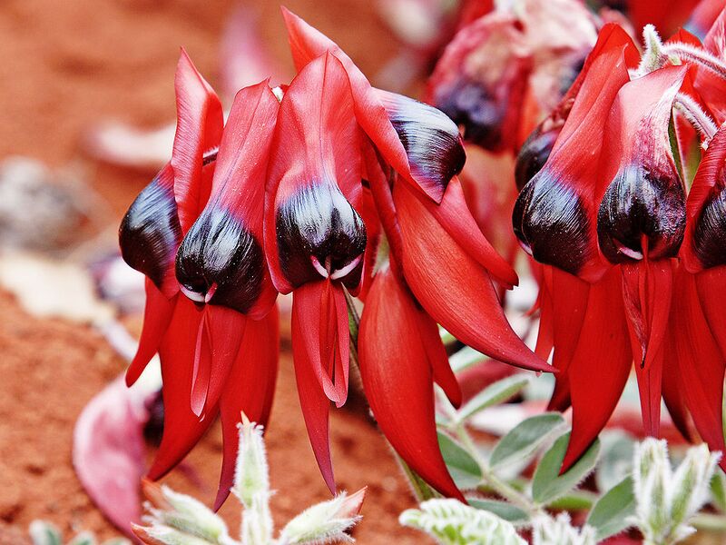 File:1024px-Sturts desert pea.jpg