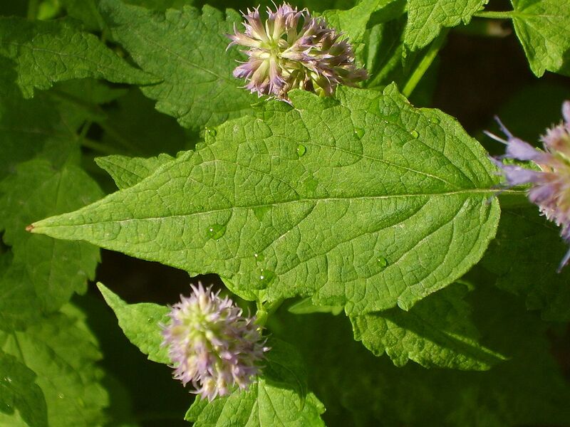File:1280px-Agastache rugosa 02.JPG