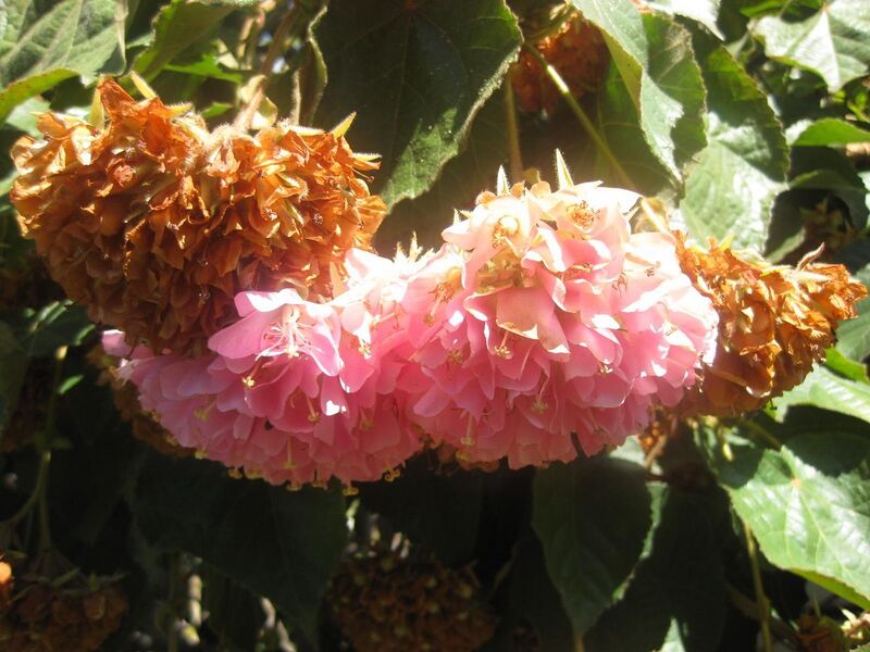 File:1280px-IMG 1987 hunt0903.jpg