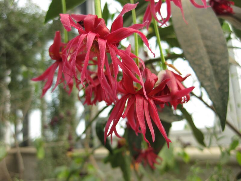 File:1280px-Illicium 'woodland ruby'-IMG 2928.JPG