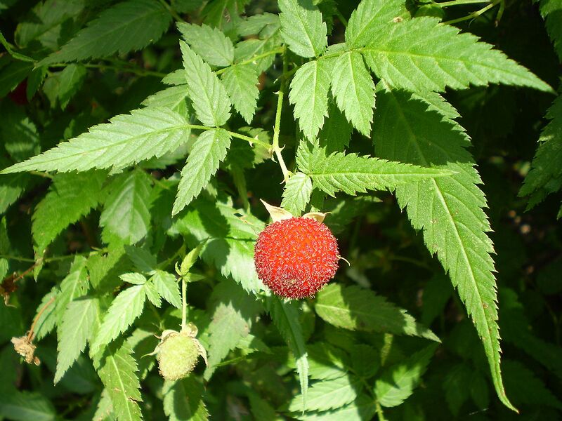 File:1280px-Rubus rosifolius1.JPG