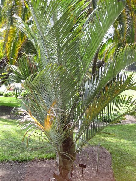 File:576px-IMG 4143 hunt0904.jpg