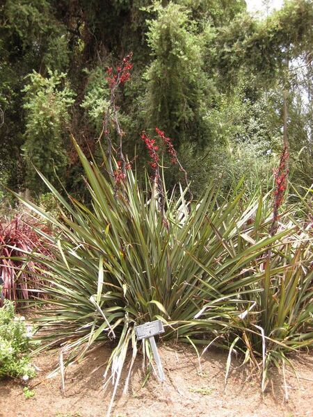 File:576px-IMG 7334 hunt09jun.jpg