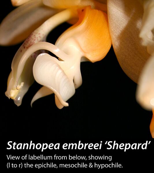 File:683px-Stanembreei lip-bk.jpg