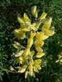 Thumbnail for version as of 12:26, 12 July 2007