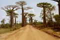 Adansonia grandidieri near Morondava in Madagascar