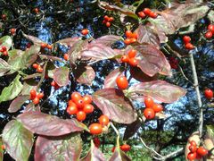 Flowering Dogwood in fall with fruit