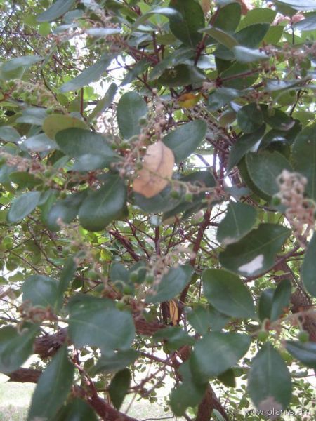 File:Comarostaphylos diversifolia-IMG 3125 lokrun.jpg