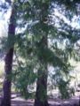 Thumbnail for version as of 14:41, 8 May 2007