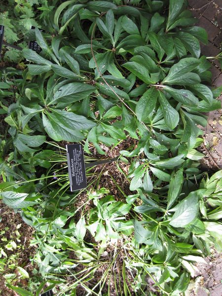 File:IMG 0814 bbg09.jpg