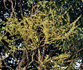 New leaves.