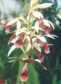 Thumbnail for version as of 12:57, 2 May 2007