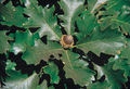 Thumbnail for version as of 08:37, 27 April 2007