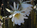 Thumbnail for version as of 05:03, 31 October 2007
