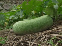 Nearly mature winter melon