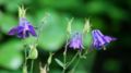 [[Aquilegia vulgaris