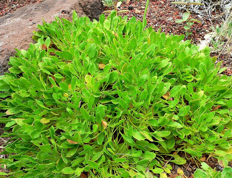 File:1002px-Eriogonum hirtellum 2.jpg