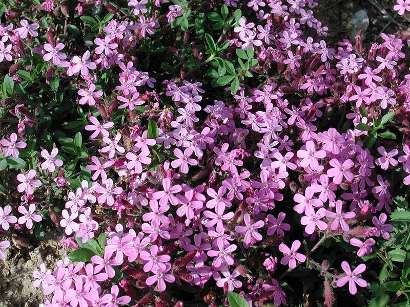 File:1024px-Fiorellini.jpg