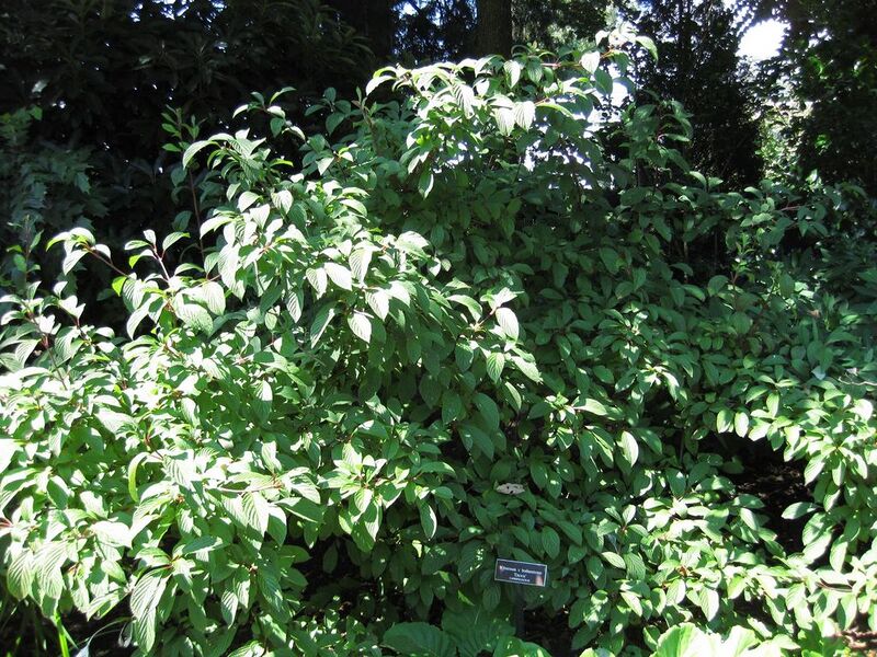 File:1024px-IMG 0297 nybg09.jpg
