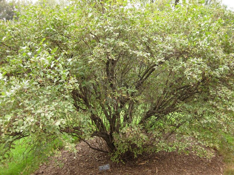 File:1280px-IMG 1376 bbg09.jpg