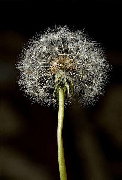 File:522px-Dandelion Clock.jpg