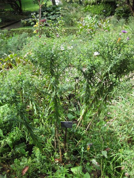 File:576px-IMG 0667 bbg09.jpg