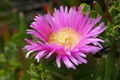 Close-up of the ice plant blossom.