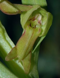 Coeloglossum viride