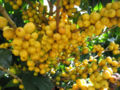 Yellow Catuaí Coffee, a variety of COFFEA ARABICA - Manhuaçu City - Minas Gerais State - Brazil