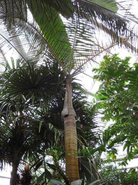 File:IMG 1113 bbg09.jpg
