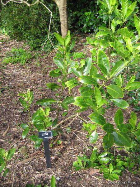 File:Illicium anisatum-IMG 7206 sfbg0308.jpg