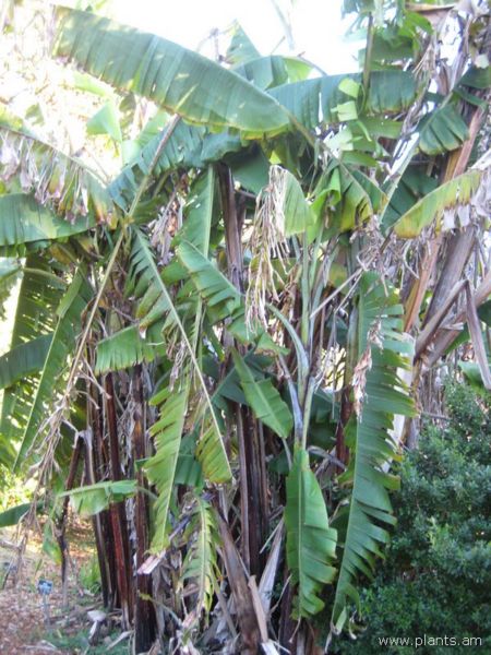 File:Musa-x-paradisciaca-edible plantain-IMG 7073 sfbg0308.jpg