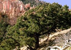 Colorado Pinyons at Bryce Canyon National Park
