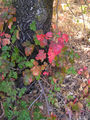 Thumbnail for version as of 10:08, 14 August 2007
