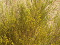 Thumbnail for version as of 11:45, 3 November 2007