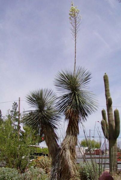 File:Yucca elata blooming.jpg