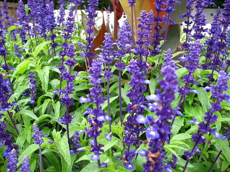 File:1024px-1296 - Zell am See - Flowers.JPG