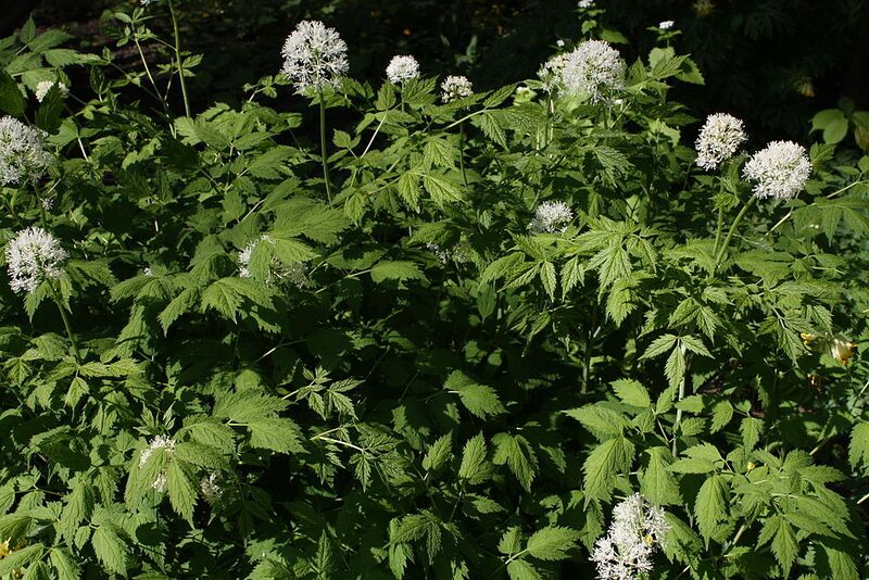 File:1024px-Actaea rubra Lännenkonnanmarja C IMG 3356.JPG