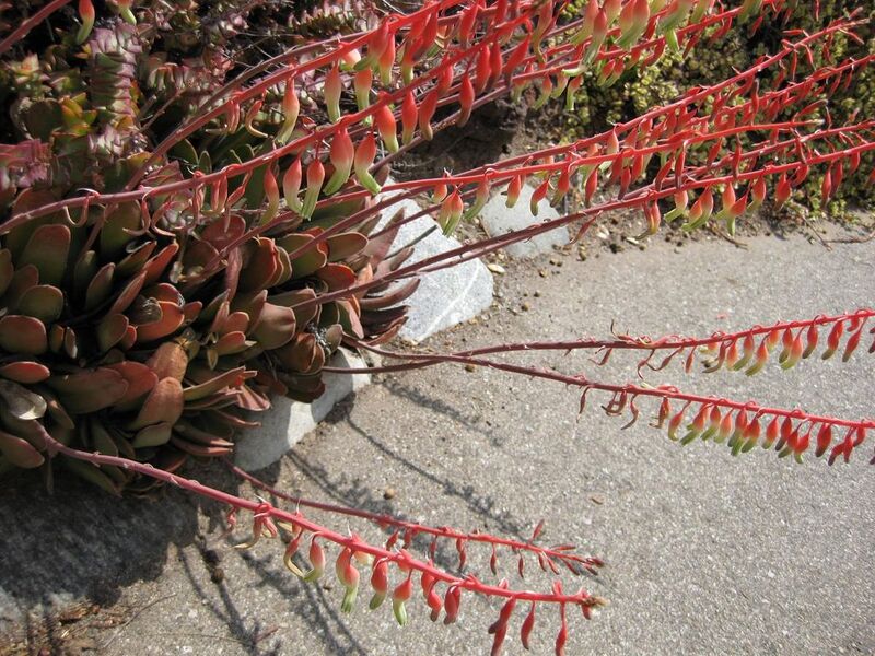 File:1024px-IMG 4302 hunt0904.jpg