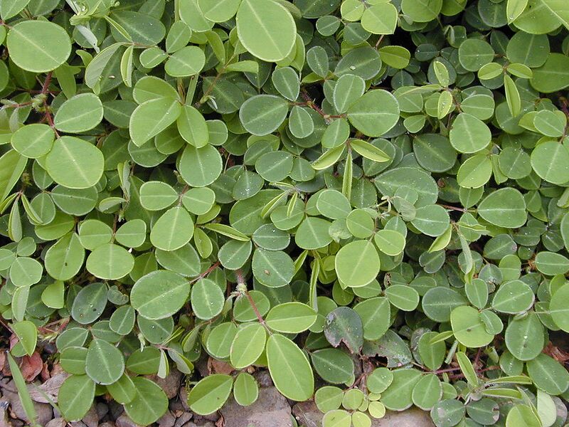 File:1024px-Starr 020803-0111 Desmodium triflorum.jpg