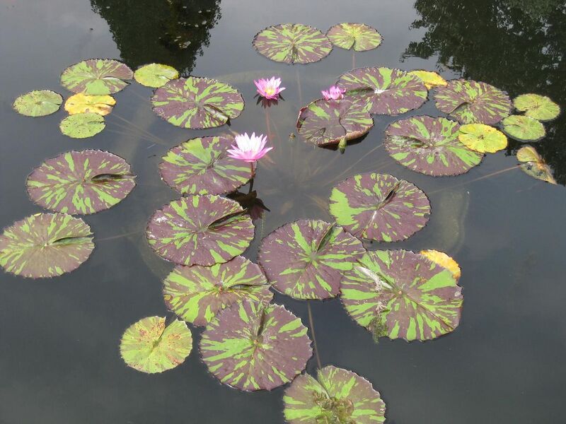 File:1280px-IMG 0759 bbg09.jpg