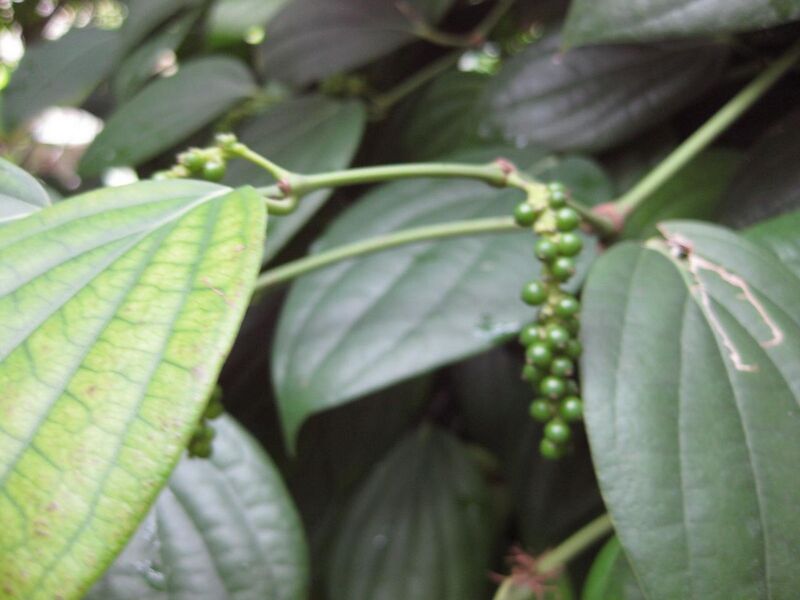 File:1280px-IMG 1144 bbg09.jpg