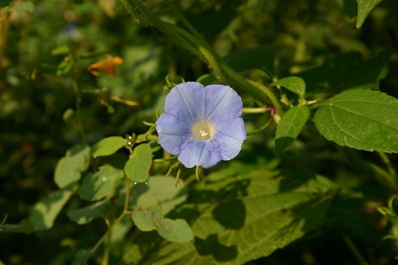 File:1280px-Ipomoea hederacea 001.JPG
