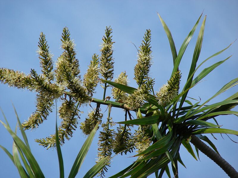 File:1280px-Starr 080417-4067 Dracaena marginata.jpg