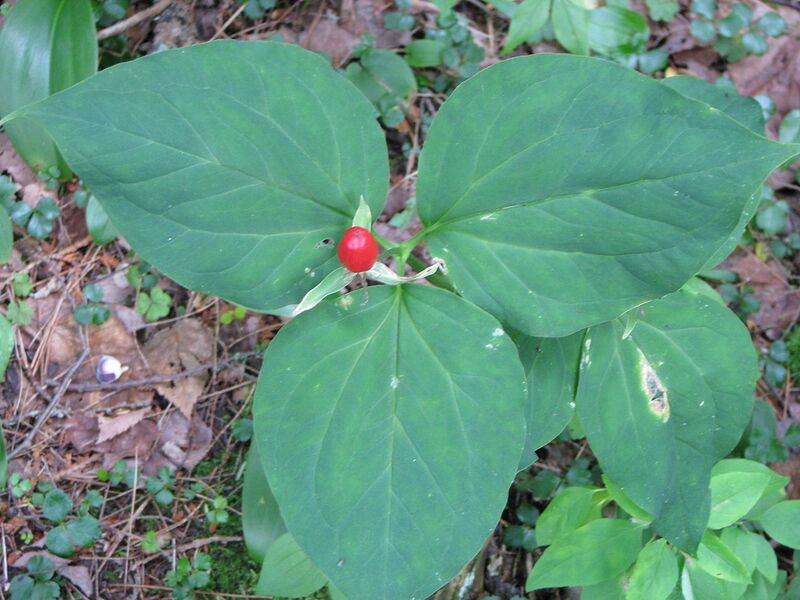 File:1280px-Trillium fruit.jpg